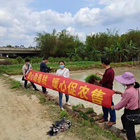 福绵区新桥镇田横富寨党支部开展“爱心助春耕，暖心促农售”党日活动