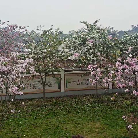 “以生为本    朴实有效” 课堂教学研讨活动