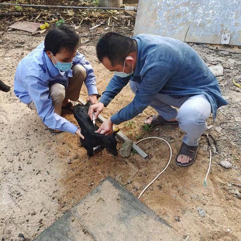 2023年春季老城重大动物疫病防疫从美儒开始啦😄