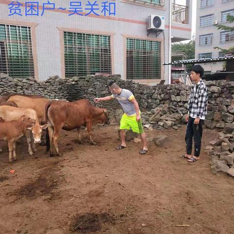 老城辖区春季防疫进行时~为贫困户饲养的牛羊注射口蹄疫疫苗，确保他们增长增收，早日脱贫致富。