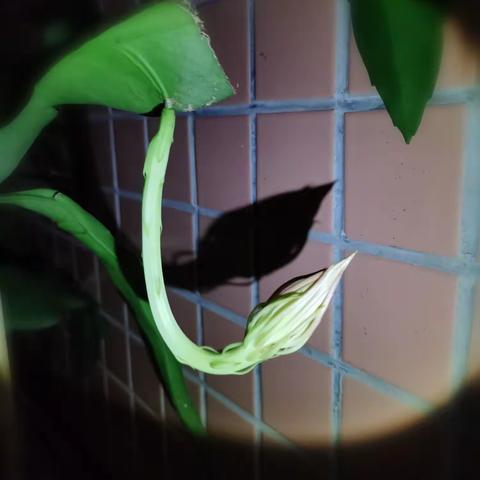 20230709，凌晨开花了