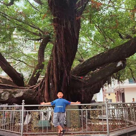 我在“浙”里祝福你——寻找乐清古树