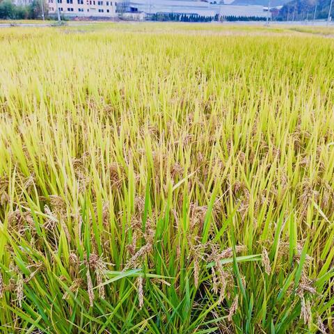 稻花香里说丰年🌾