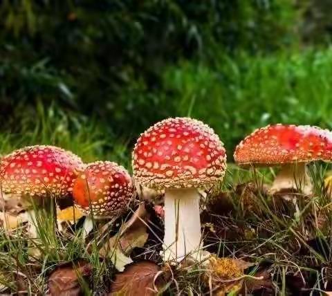珍爱生命，远离毒蘑菇——鑫苑摇篮幼儿园预防野生蘑菇中毒宣传知识
