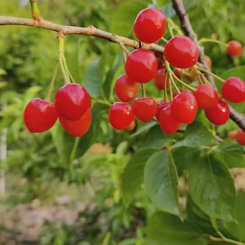 5月20号崂山樱桃采摘+海边挖嘎啦休闲一日游