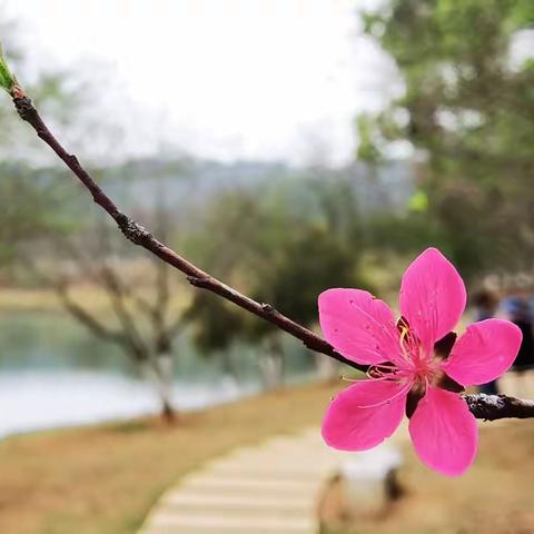 🌸临江仙.山上桃红枝楚