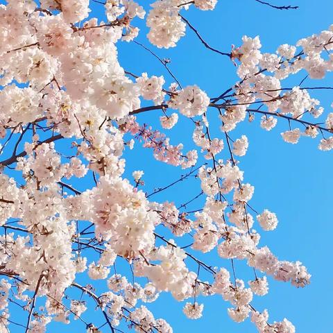 张爱玲丁克一生