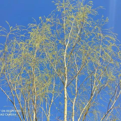 2023年高考作文（体现大格局）