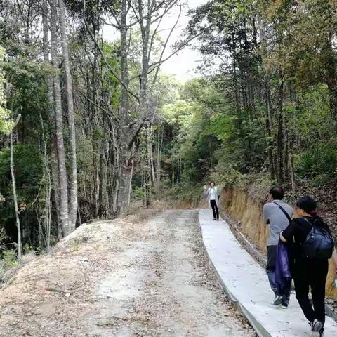 徒步杉树下马石山