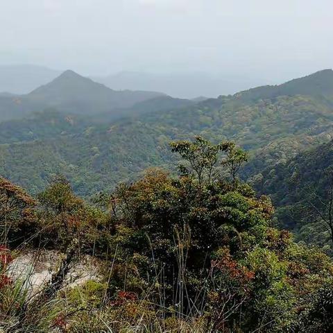 玉文村杉树下