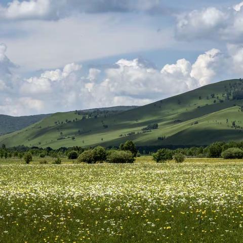 牧草王国----呼伦贝尔大草原