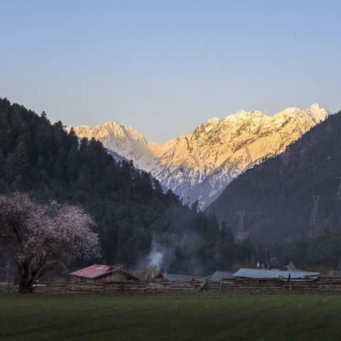 川藏探秘——林芝桃花篇