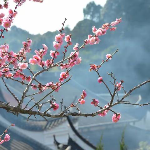 辛丑年腊月林阳寺赏梅