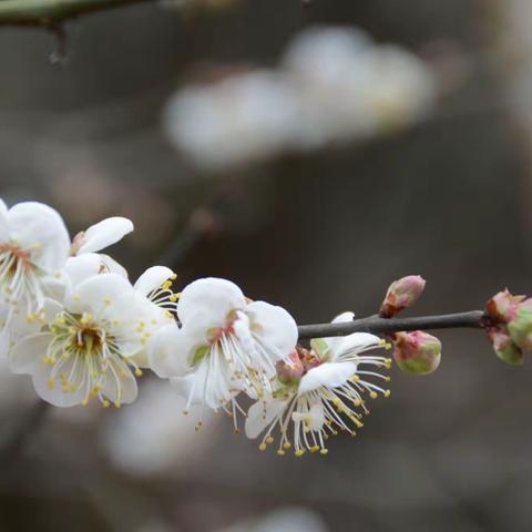 庚子年腊月永泰、林阳寺赏梅