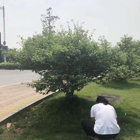 桃子