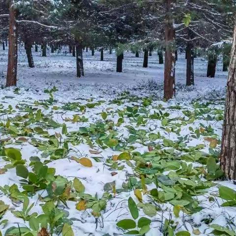 冬至雪花飘