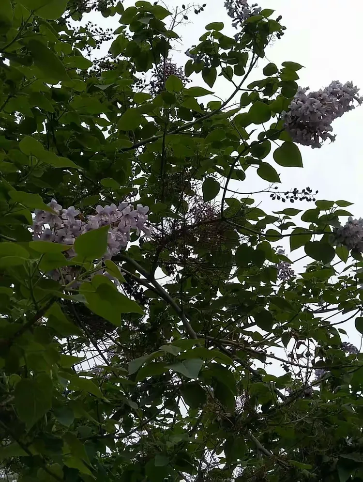 梧桐树花开，幽香扑鼻而来！