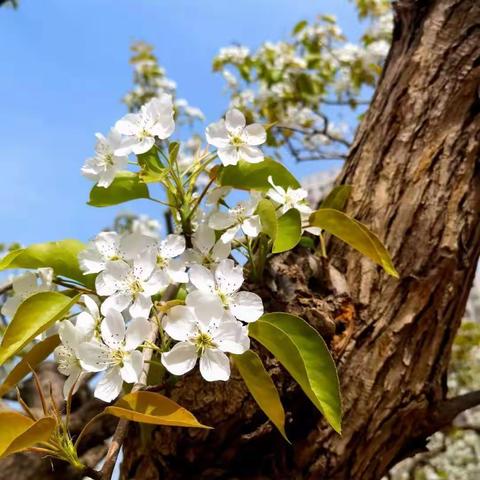 果果美术【寻找春天】户外写生——百香园的梨花