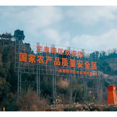 开春了，到成都龙泉山水密桃基地探密.