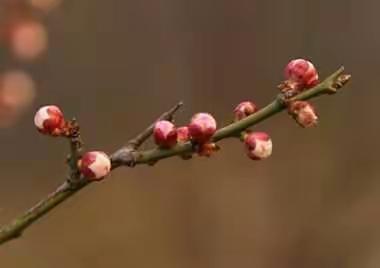 梅花香自苦寒来一一梅花公园