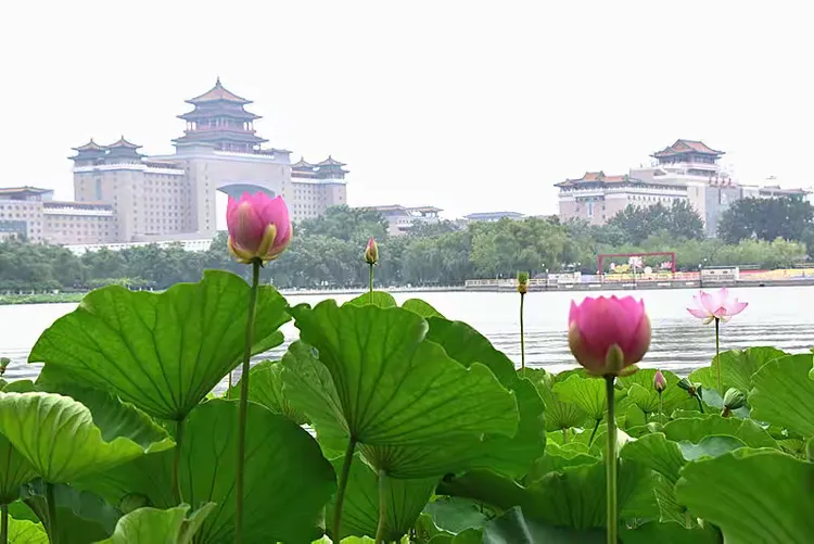 北京莲花池公园之荷映西客站