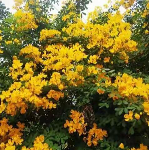 题 二 十 四 节 气 花