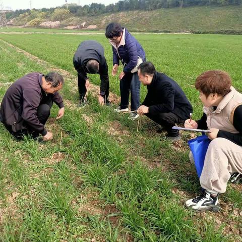 市县联动积极开展小麦田化学除草剂对比试验