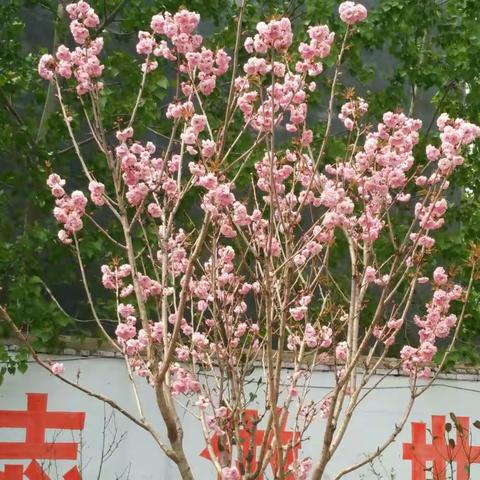 陇海小学一一鲜花盛开