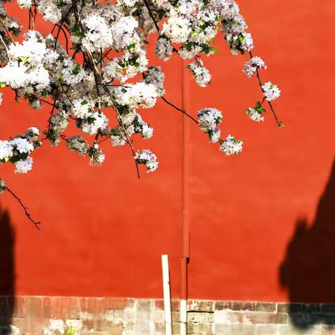 紫禁城的花季
