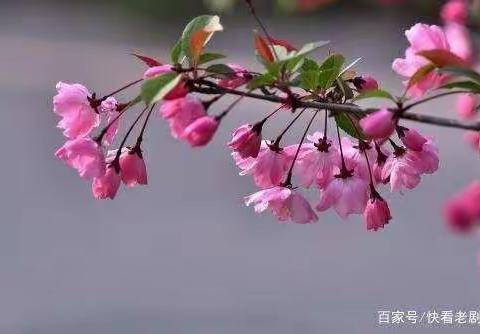 五月是一个鲜花盛开的季节，也是辛勤劳动的季节；是我们伟大母亲的节日！