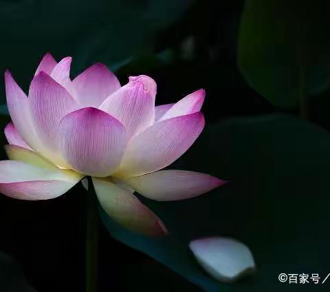 学会感恩，你会发现世界的美好