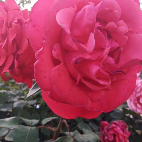 湛河赏花