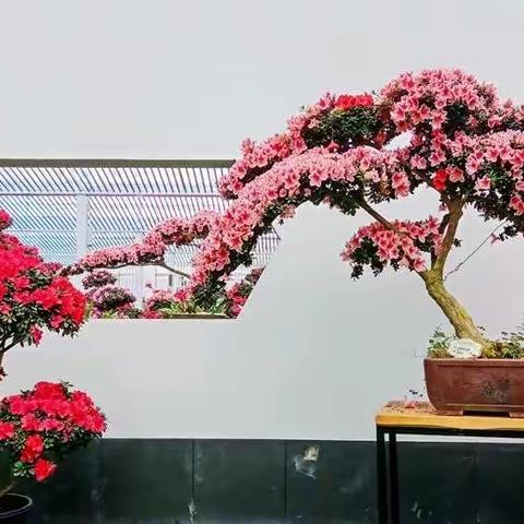 杜鹃花之乡一一永福杜鹃花展（手机摄影）