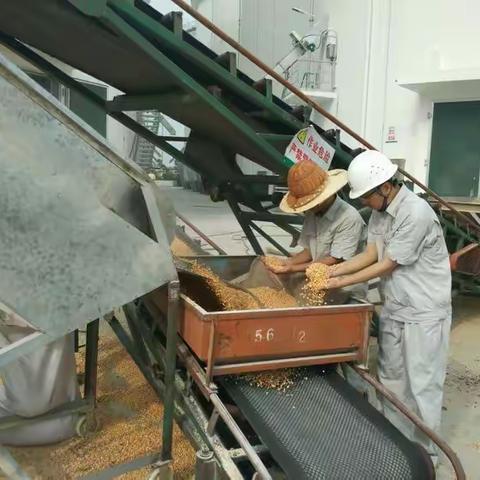 莆田直属库第二批跨省移库玉米接收工作拉开序幕