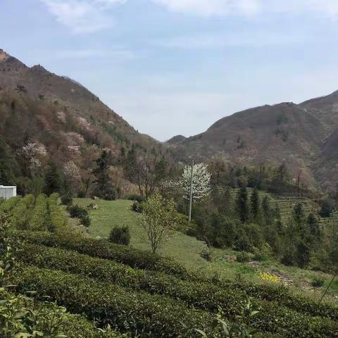 太阳山上樱桃花