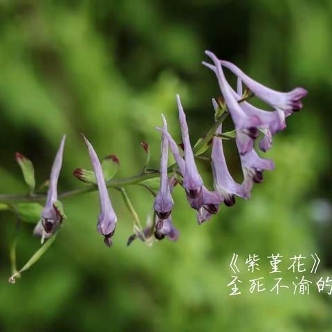 五月的鲜花！       庆祝五一劳动节                蔚瑞朗诵