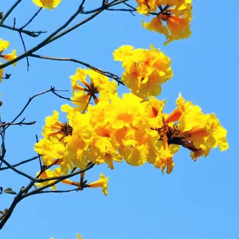 快乐周五之体育大循环活动——启发中英文中一班