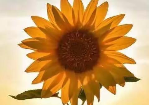 “童”心抗“疫” 静待花开—-后韩庄学区作品展示