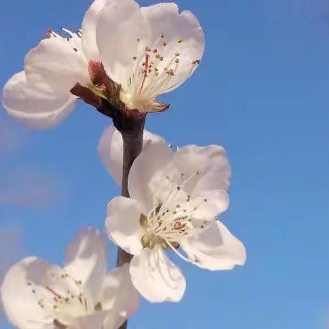 家校沟通，一场双向的奔赴--后韩庄学区师生观看“家校沟通大课堂"视频活动纪实