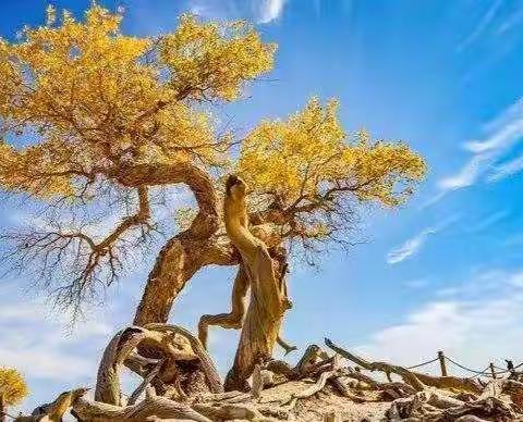 长生一千年不死，死后一千年不倒，倒地一千年不朽