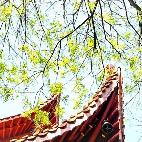 晚茶酥——读林逋诗《孤山寺端上人房望》有感！