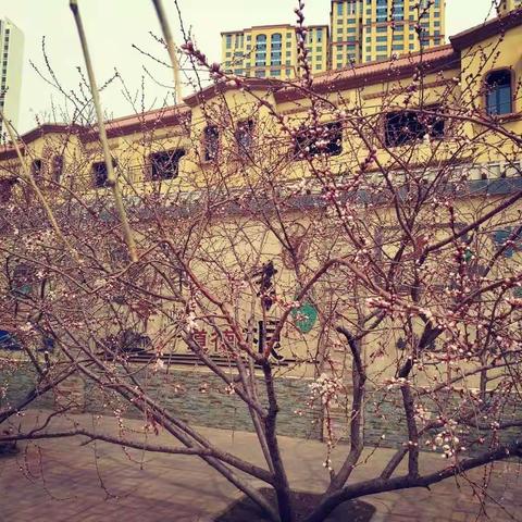 桃李小学 第一次见习分享