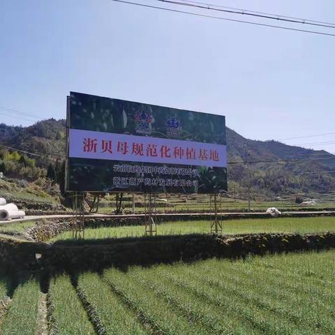 与时间赛跑，高质量加工道地药材