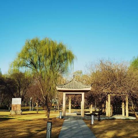 花开古树苑