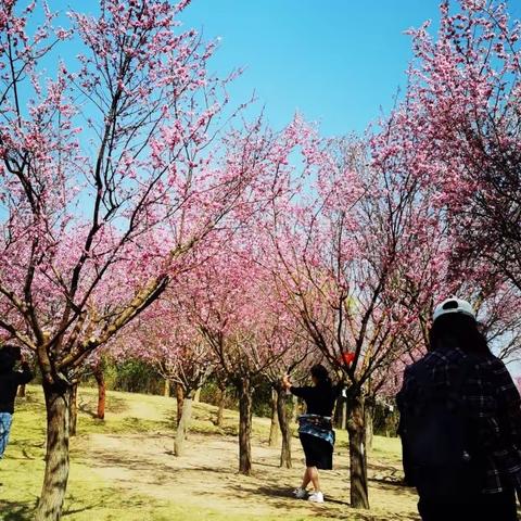 花开烂漫 春满神州