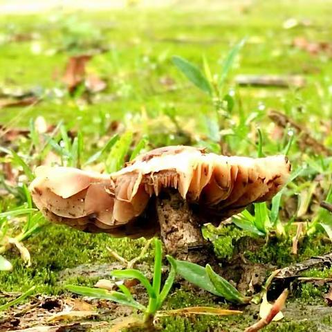 雨后小故事