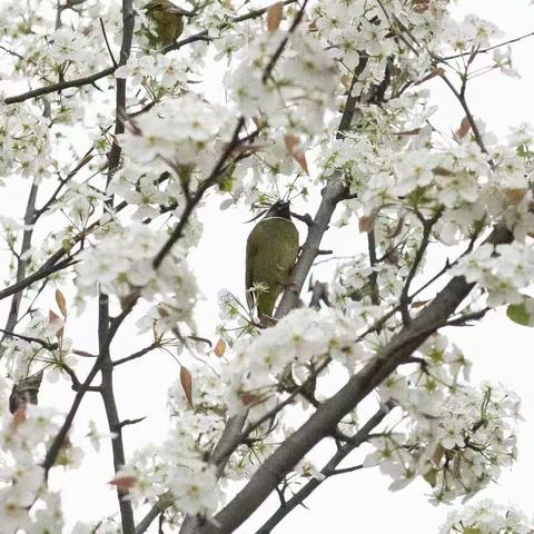 春日花使