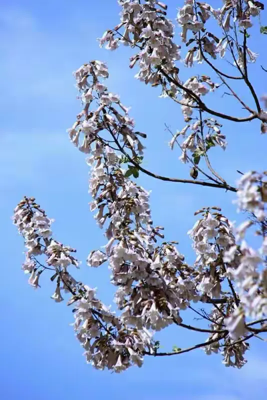 梧桐花语；情窦初开。在春季里晚开的花朵，有着恬淡的气息。也正是因为它的晚开，才更加显得坚贞不渝，就像