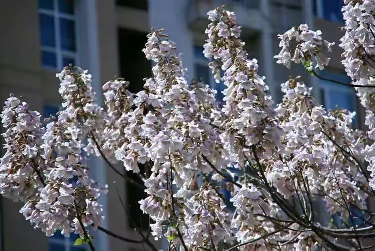 梧桐花语；情窦初开。在春季里晚开的花朵，有着恬淡的气息。也正是因为它的晚开，才更加显得坚贞不渝，就像