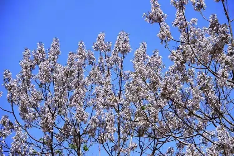 梧桐花语；情窦初开。在春季里晚开的花朵，有着恬淡的气息。也正是因为它的晚开，才更加显得坚贞不渝，就像
